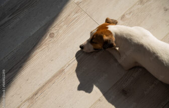 犬がフローリングで寛ぐ写真