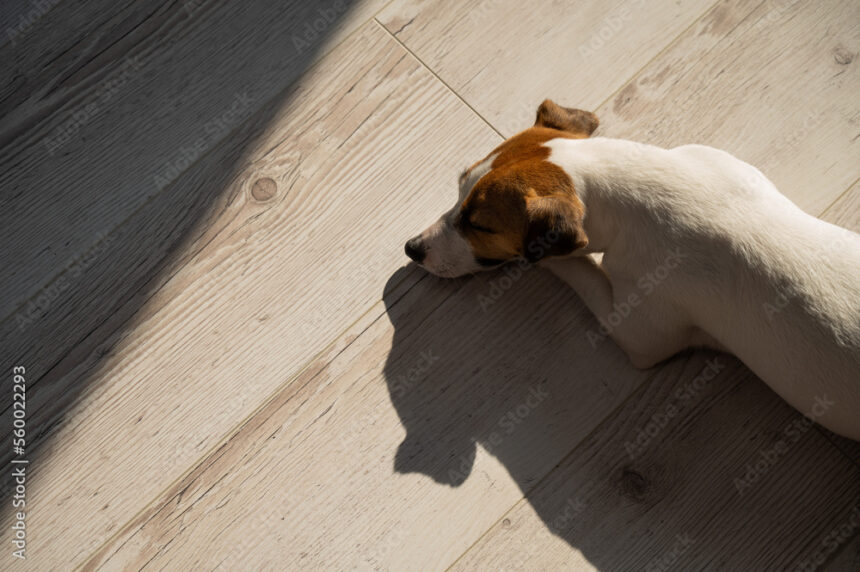 犬がフローリングで寛ぐ写真